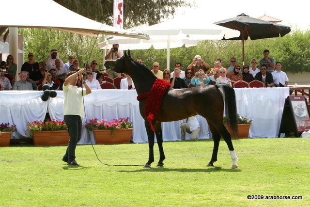 Dubai Stud - Royal Colours, the Dubai International Champion Stallion