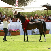 Dubai Stud - Royal Colours, the Dubai International Champion Stallion
