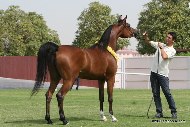 Dubai Stud - Angeliccah by Marwan Al Shaqab