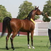 Dubai Stud - Angeliccah by Marwan Al Shaqab