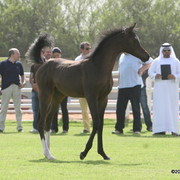 Dubai Stud - A Royal Colours Foal