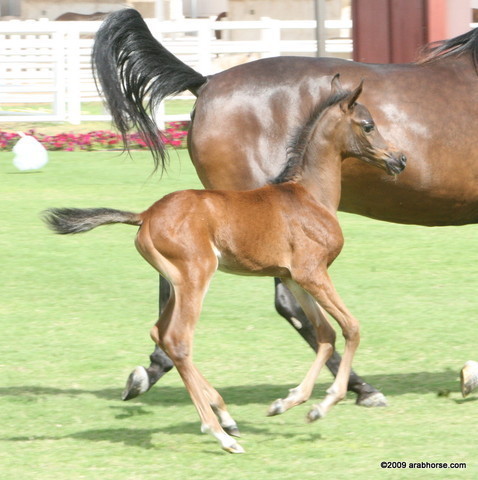 Dubai Stud - A Royal Colours Foal