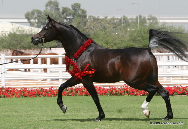 Dubai Stud - Royal Colours, the Dubai International Champion Stallion