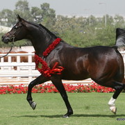 Dubai Stud - Royal Colours, the Dubai International Champion Stallion