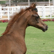 Dubai Stud - A Royal Colours Foal
