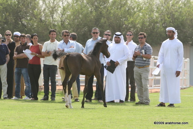 Dubai Stud - A Royal Colours Foal