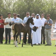 Dubai Stud - A Royal Colours Foal