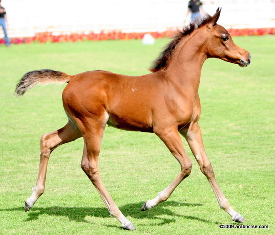 Dubai Stud - A Royal Colours Foal