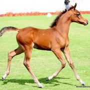 Dubai Stud - A Royal Colours Foal