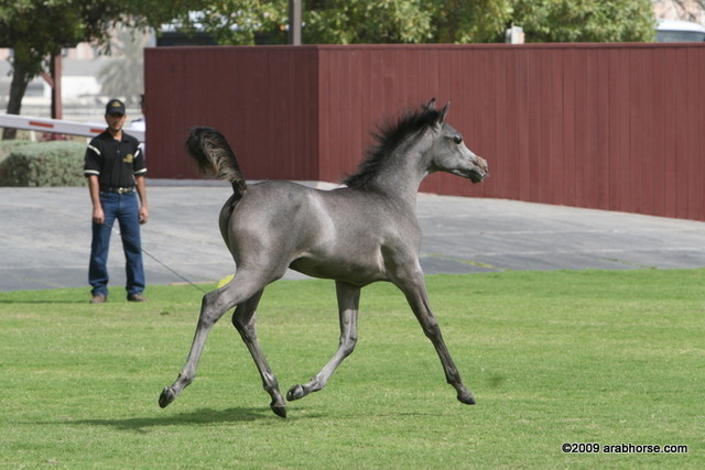 Dubai Stud - A Royal Colours Foal