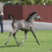 Dubai Stud - A Royal Colours Foal
