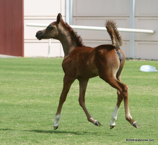 Dubai Stud - A Royal Colours Foal