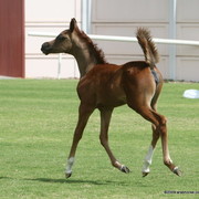 Dubai Stud - A Royal Colours Foal