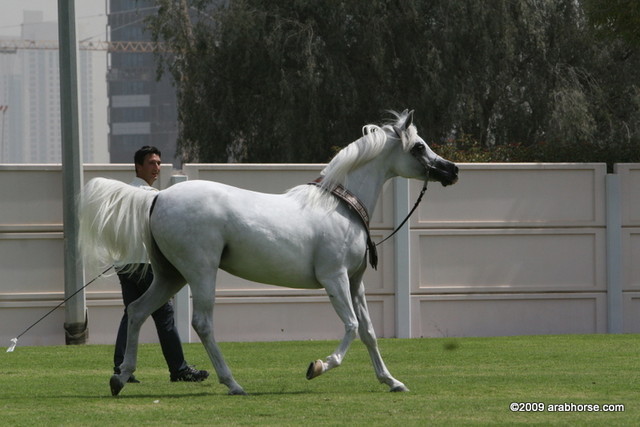 Dubai Stud
