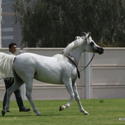 Dubai Stud