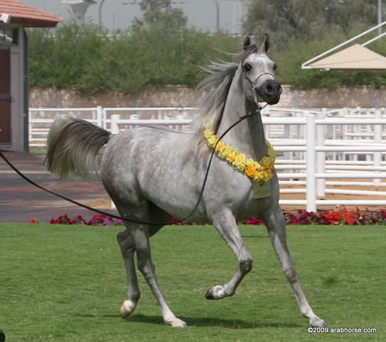 Dubai Stud - Jamilla by Thee Apprentice