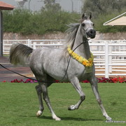 Dubai Stud - Jamilla by Thee Apprentice