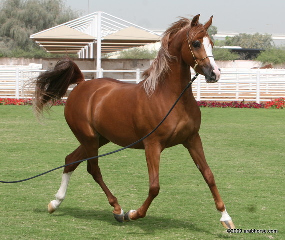 Dubai Stud - Perfect Storm by Justify