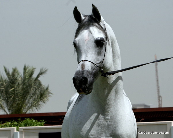 Dubai Stud - Shadow El Sher