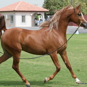 Dubai Stud - Perfect Storm by Justify