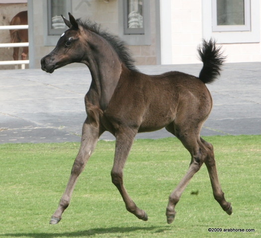 Dubai Stud - A Royal Colours Foal