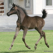 Dubai Stud - A Royal Colours Foal