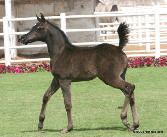 Dubai Stud - A Royal Colours Foal