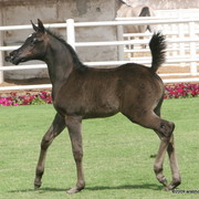 Dubai Stud - A Royal Colours Foal
