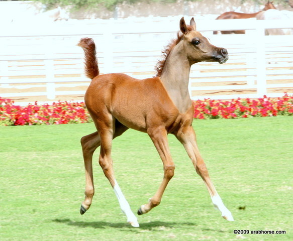 Dubai Stud - A Royal Colours Foal