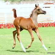 Dubai Stud - A Royal Colours Foal