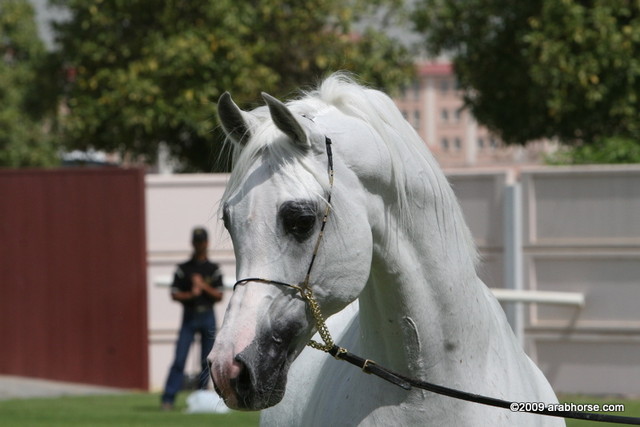 Dubai Stud - Debowiec by Monogramm, imported from Brazil