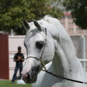 Dubai Stud - Debowiec by Monogramm, imported from Brazil