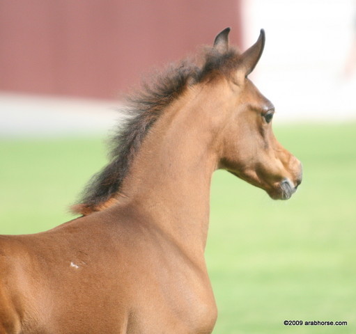 Dubai Stud - A Royal Colours Foal
