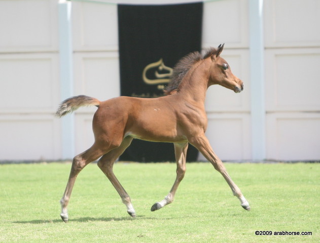 Dubai Stud - A Royal Colours Foal