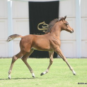Dubai Stud - A Royal Colours Foal