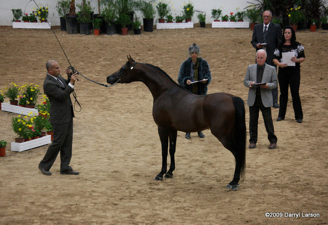 2009 Arabian Breeders World Cup - Thursday