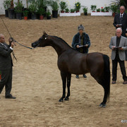 2009 Arabian Breeders World Cup - Thursday