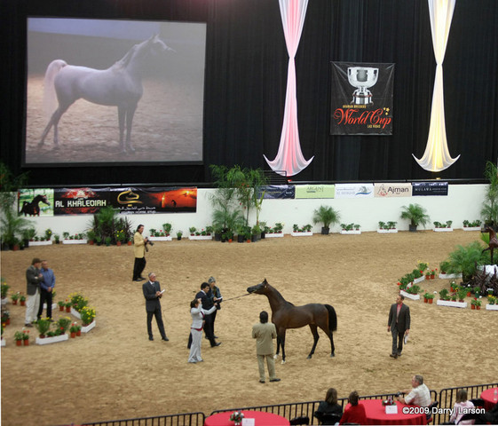 2009 Arabian Breeders World Cup - Thursday