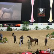 2009 Arabian Breeders World Cup - Thursday
