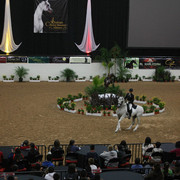 2009 Arabian Breeders World Cup - Thursday