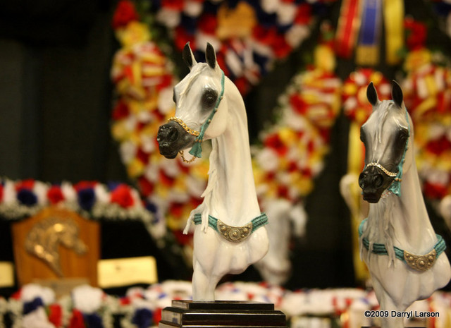 2009 Arabian Breeders World Cup - Thursday