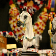 2009 Arabian Breeders World Cup - Thursday