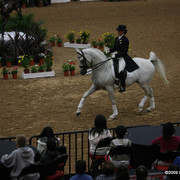 2009 Arabian Breeders World Cup - Thursday
