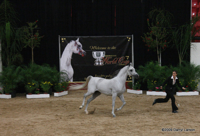 2009 Arabian Breeders World Cup - Thursday