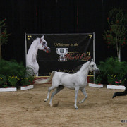 2009 Arabian Breeders World Cup - Thursday