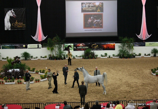 2009 Arabian Breeders World Cup - Thursday