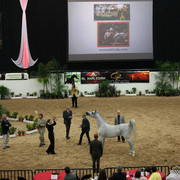 2009 Arabian Breeders World Cup - Thursday