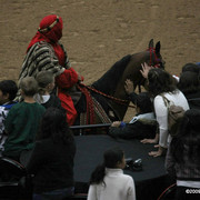 2009 Arabian Breeders World Cup - Thursday