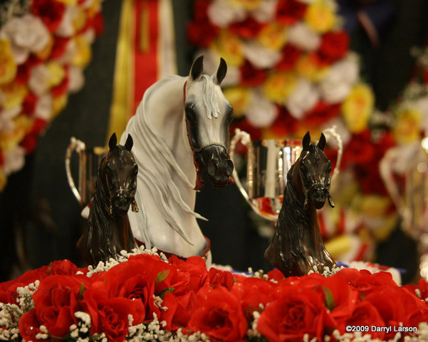 2009 Arabian Breeders World Cup - Thursday