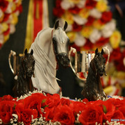 2009 Arabian Breeders World Cup - Thursday